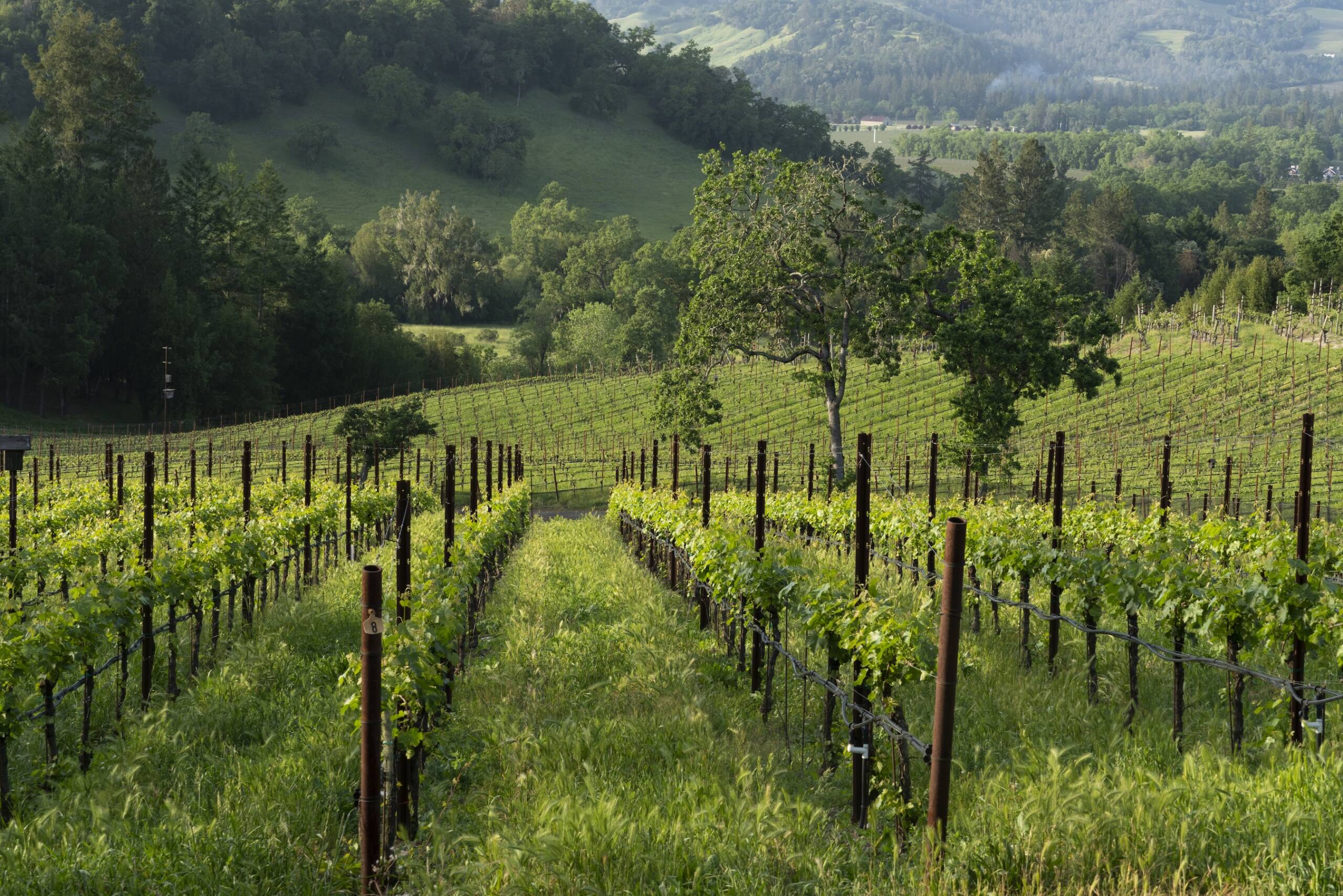 A downward sloping vineyard with green grass, trees, and a hillside in the background