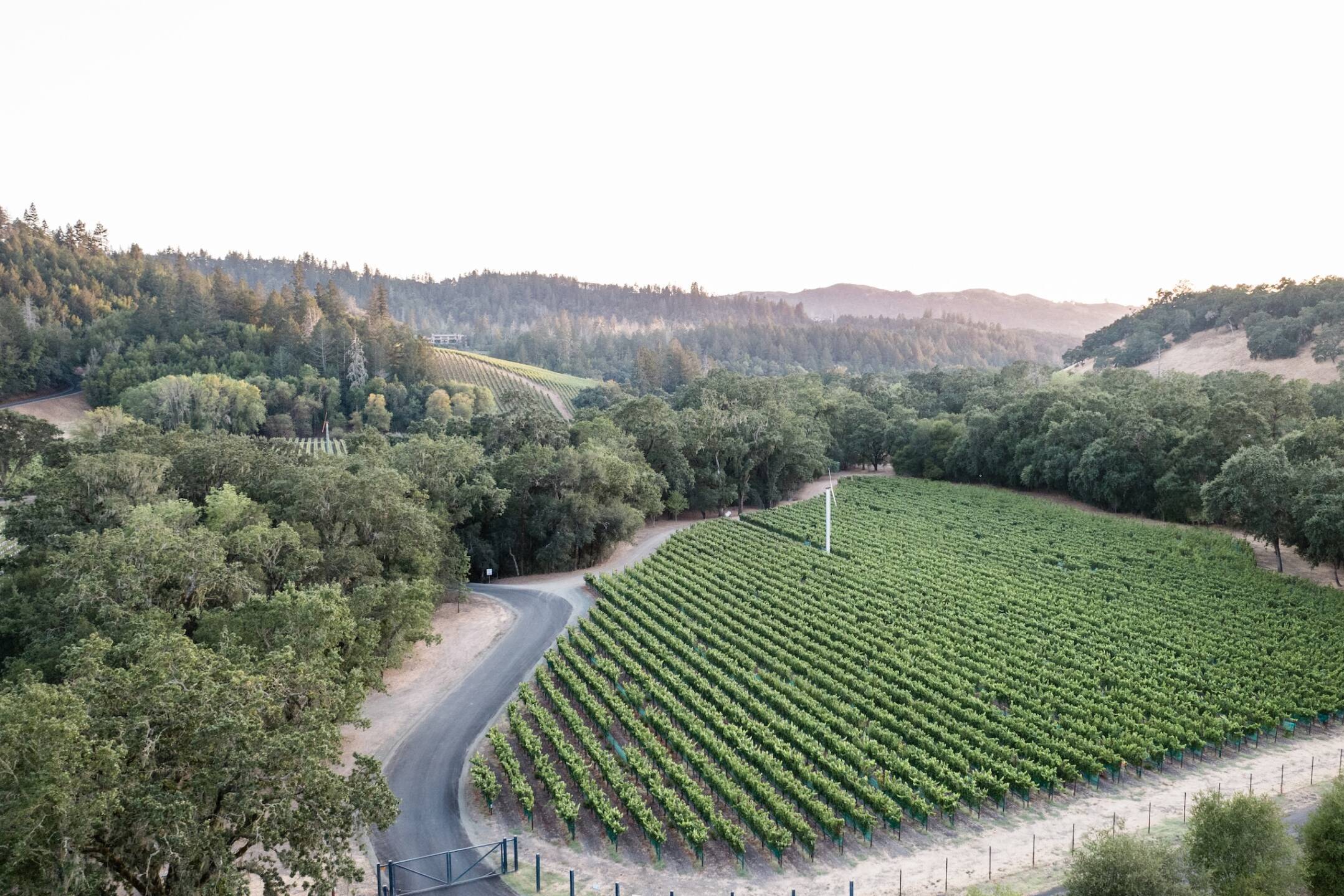 East Block takin from overhead in morning light, showing tree cover, windmill