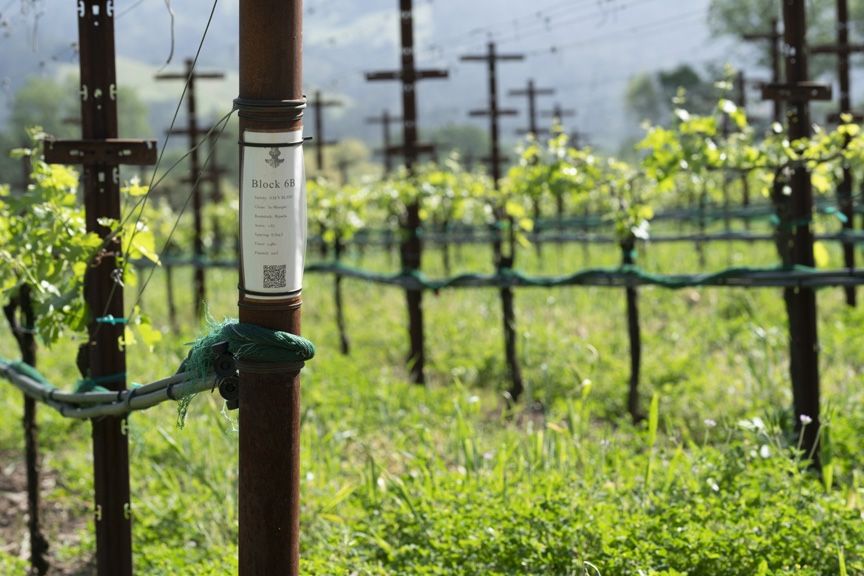 Vine post at end of green row