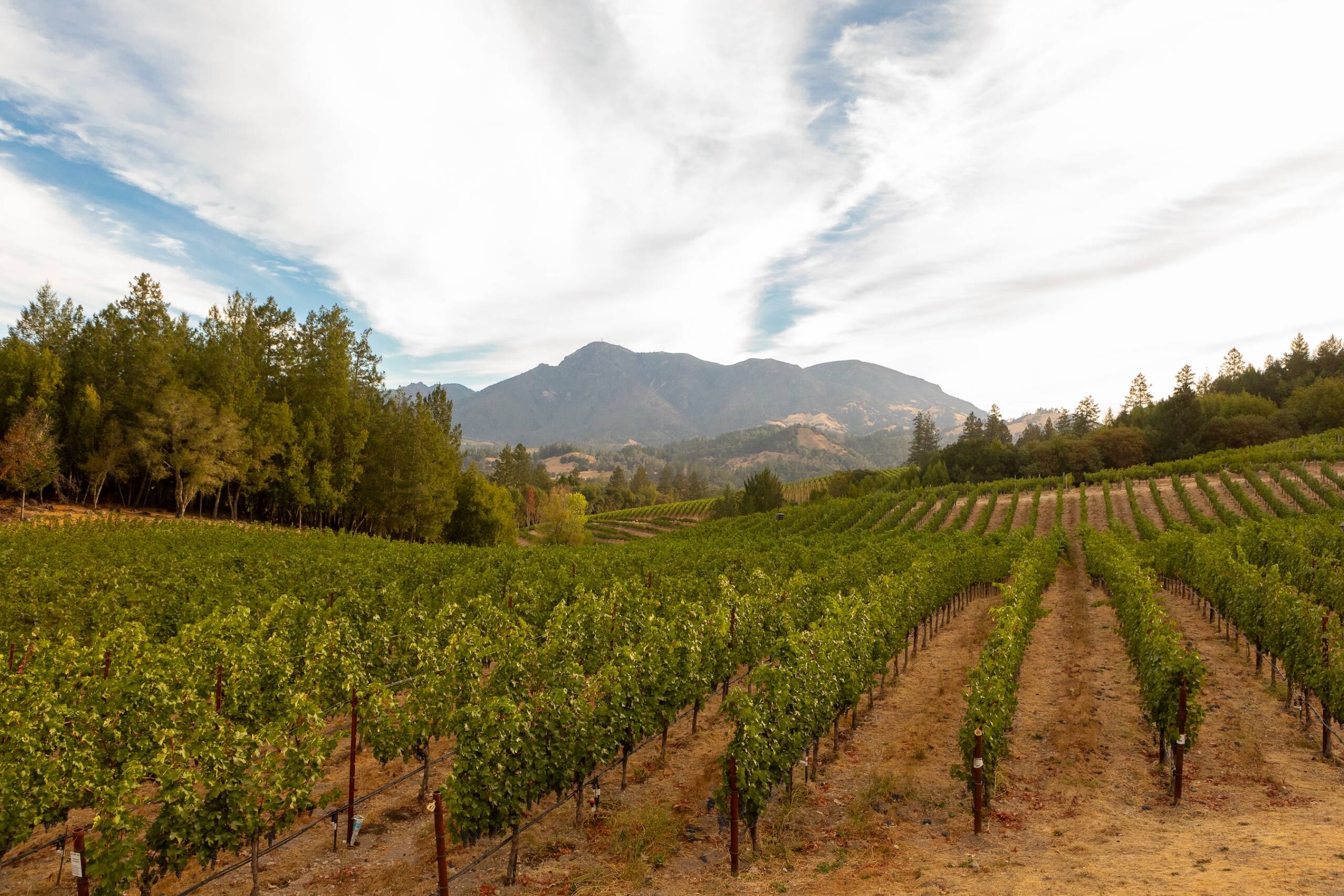 Vine rows showing red soils, mountains and clouds in background