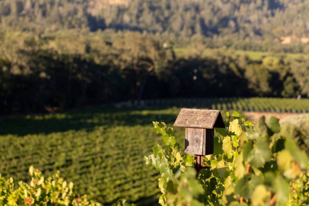 birdhouse in vineyard