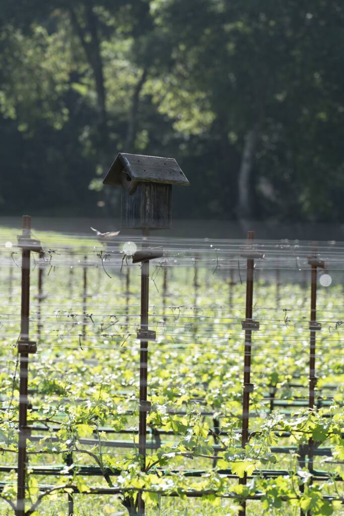 Birdhouse on vine post in morning light.