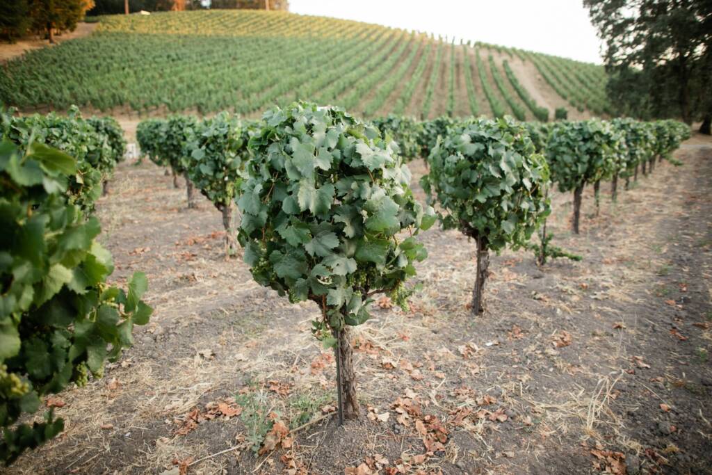Lollipop-shaped head-trained vines, with small clusters visible, and terraced hillside in the background.
