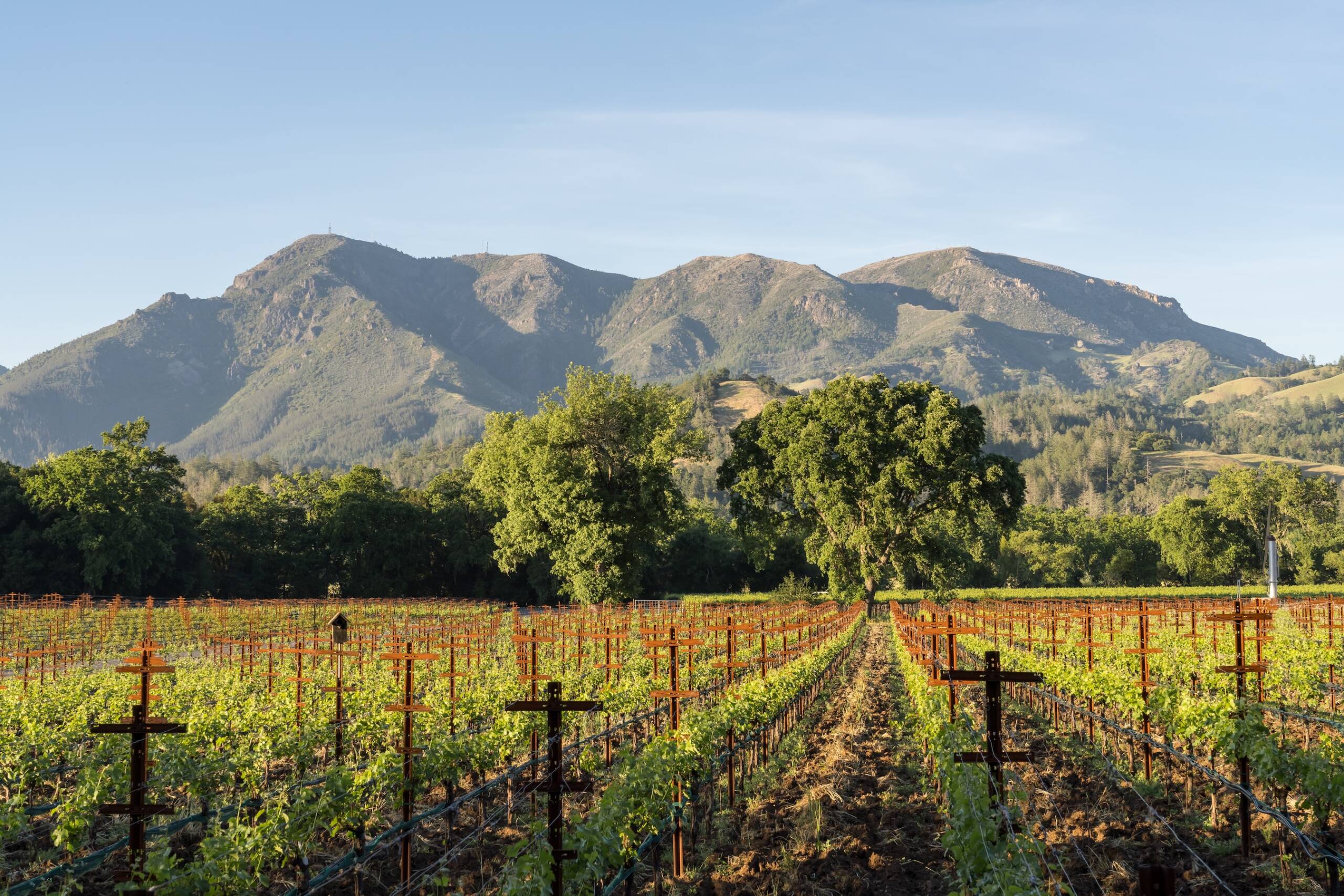Vineyard with rust-colored posts and earth showing between vine rows with mountain vista.