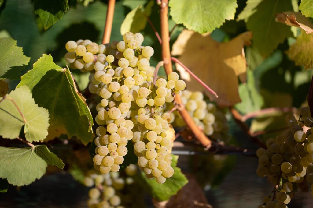 Chardonnay grapes hanging on vine.