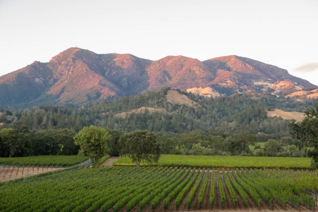 Purple mountains rising above tree-dotted vineyard.