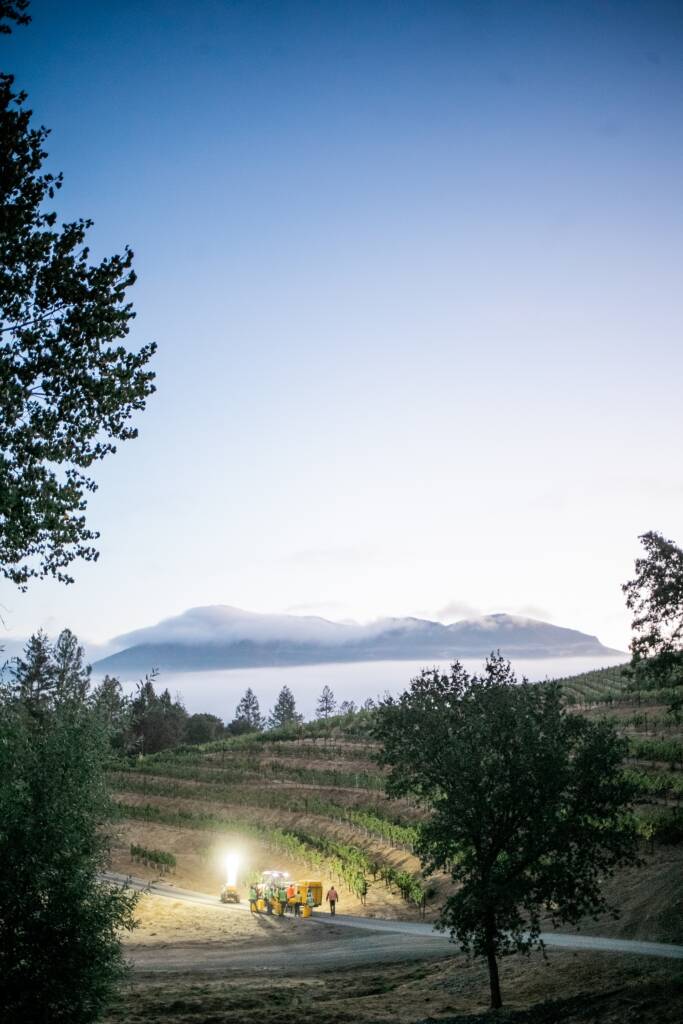 Vertical image of dawn harvest on terraced vineyard with clouds and mountain peaks.