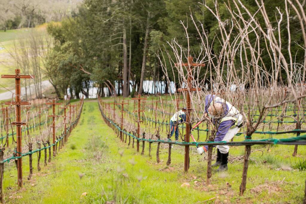 Viticulturists working on steeply sloped hillside.
