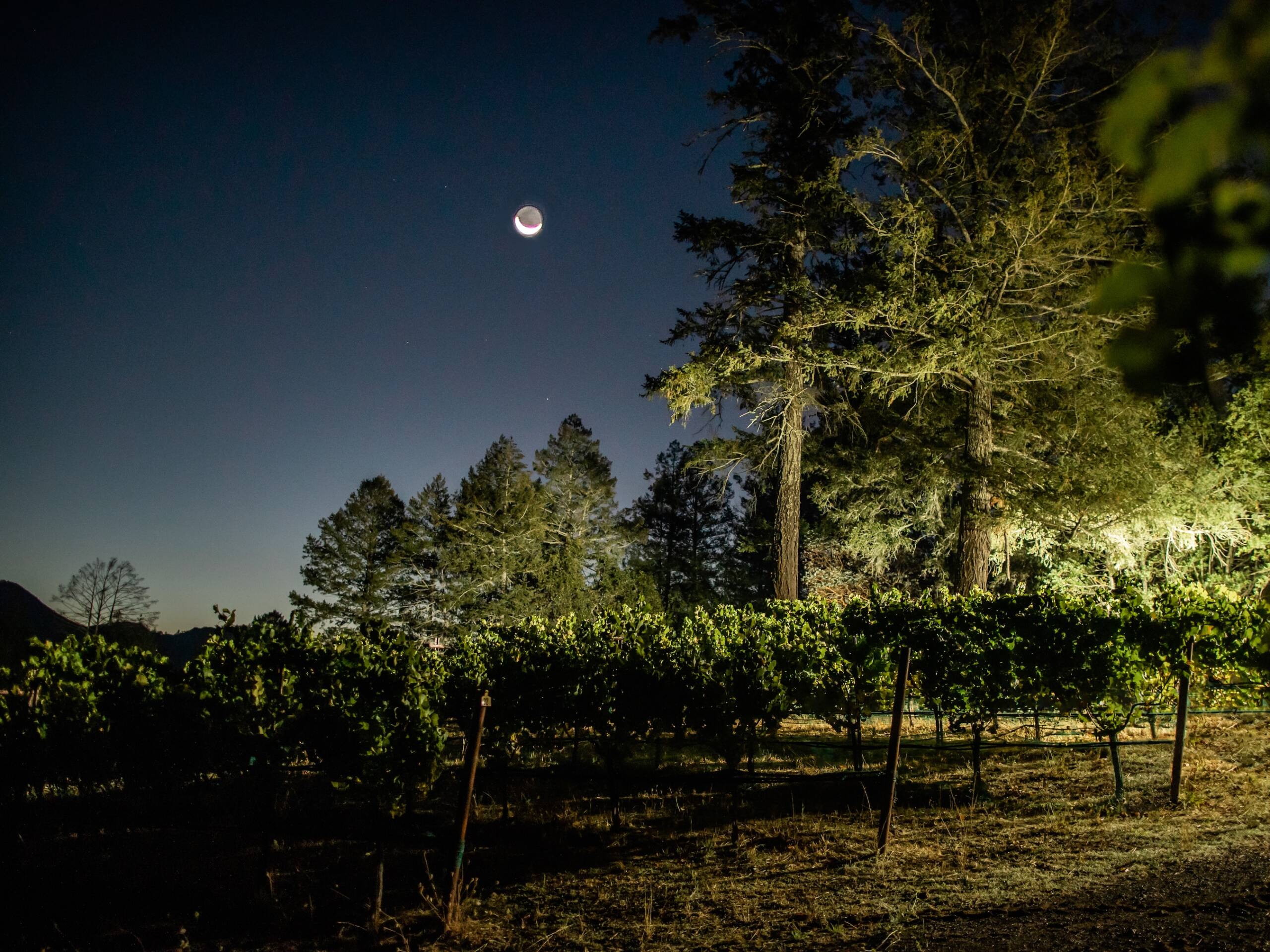 Nighttime vineyard shot with tree lit and full moon visible in sky.