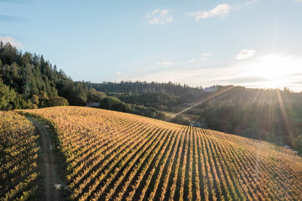 Sunlight view of ridge with forest in background.