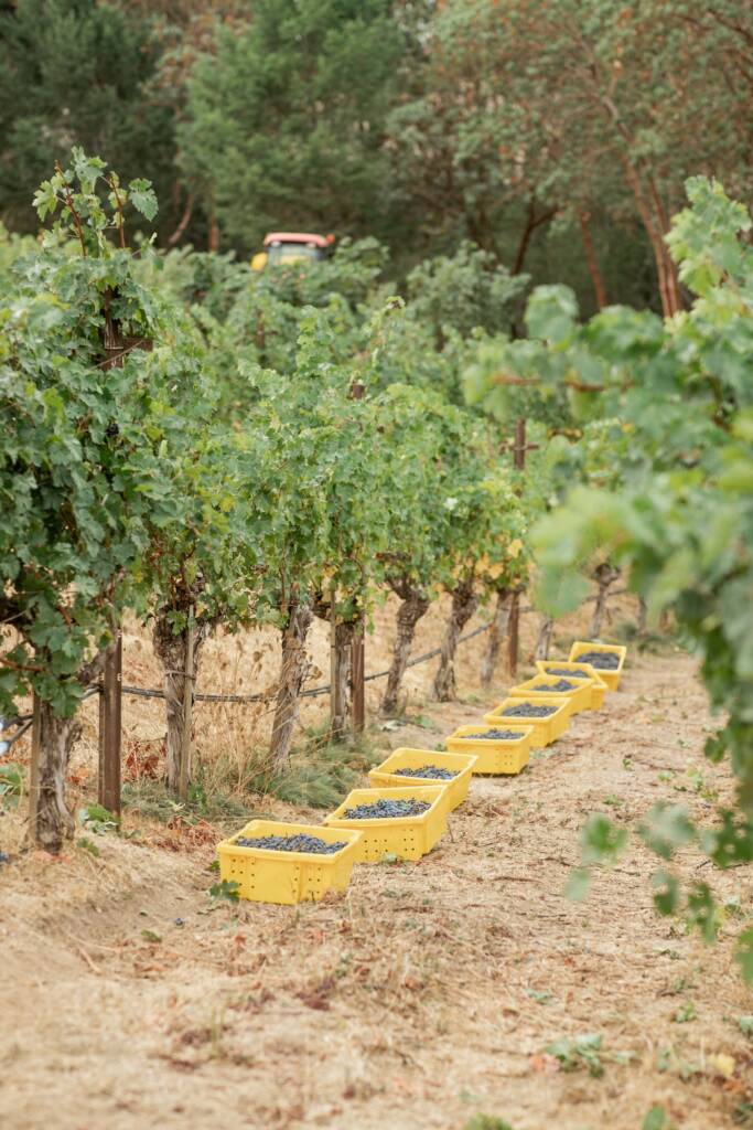 Yellow bins lined up filled with grape cluters, alongside a vine row.