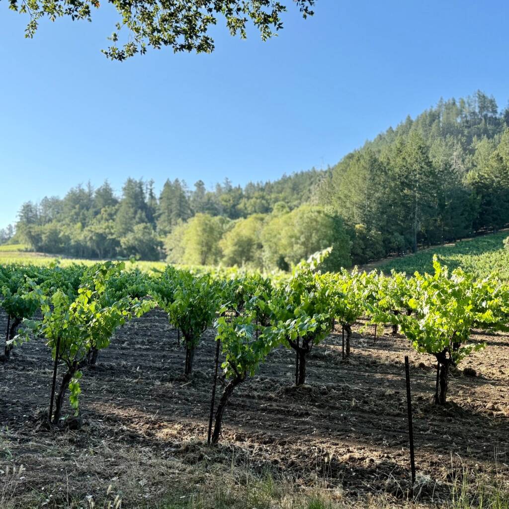 Old vines with forested hills behind